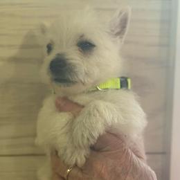 Yellow Girl - White female West Highland White Terrier puppy in Boaz, Alabama from Creekside Westies