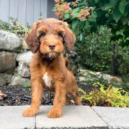 Piper - Phantom female Goldendoodle puppy in Williamson, New York from Lakeside Doodles