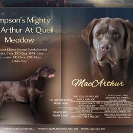 MacArthur - Labrador Retriever