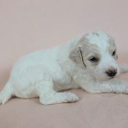 John Stockton - Cream male Goldendoodle puppy in Pleasant Grove, Utah from Canterbury Canines
