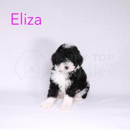 Assorted Doodle Crosses, Bernedoodle, Goldendoodle, and Sheepadoodle Puppies from Happy Top Doodles