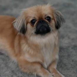 Olive - Pekingese