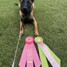 Belgian Malinois Puppies from Fromage Malinois