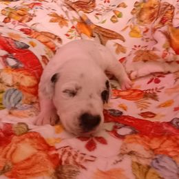 Orisha - White and black female Dalmatian puppy in Las Vegas, Nevada from 101 Dew Dream Valley Dalmatians