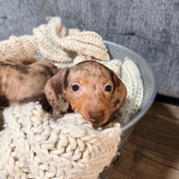 G3 - Dapple female Dachshund puppy in Crossville, Tennessee from Golden Mini Farm