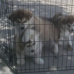 Alaskan Malamute Puppies from Maelstrom Alaskan Malamutes
