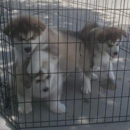 Alaskan Malamute Puppies from Maelstrom Alaskan Malamutes