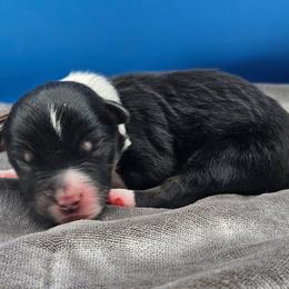 Brown Collar BTM - Black tri male Miniature American Shepherd puppy in Lexington, Kentucky from Deuce's Den
