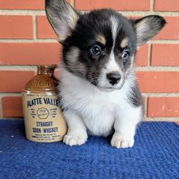 Kix - Black and tan male American Corgi puppy in Shawnee, Oklahoma from Sunray Ranch