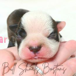 Sugar - Seal and white female Boston Terrier puppy in Lead Hill, Arkansas from Bull Shoals Bostons