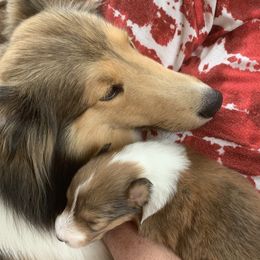 Willow - Shetland Sheepdog