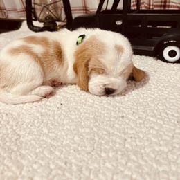 Girl 3 - Lemon and white female Basset Hound puppy in Lagrange, Georgia from Tall Oak Bassets