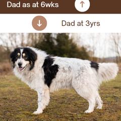 Tornjak All Grown Up from Tornjak Kennel "Od Dinare"