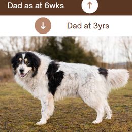 Tornjak All Grown Up from Tornjak Kennel "Od Dinare"