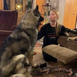 Atlas - Shiloh Shepherd