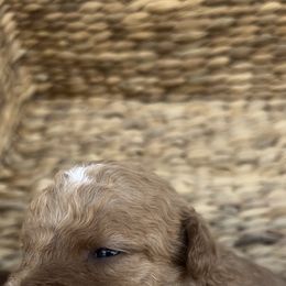 Boy 4 - male Goldendoodle puppy in Jurupa Valley, California from gucci_bentleys_goldendoodles