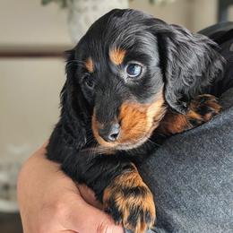 Champ - Black and tan male Dachshund puppy in Danbury, New Hampshire from Maplewood Mountain Farm