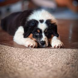 Australian Shepherd Puppies from Crystalbrook Aussies