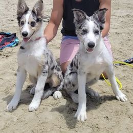 Border Collie Puppies from SoCal Border Collies