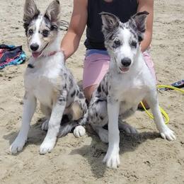 Border Collie Puppies from SoCal Border Collies