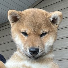 Shiba Inu Puppies from Hillsdale Shiba Inu