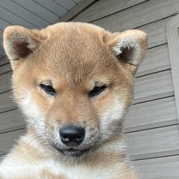 Shiba Inu Puppies from Hillsdale Shiba Inu