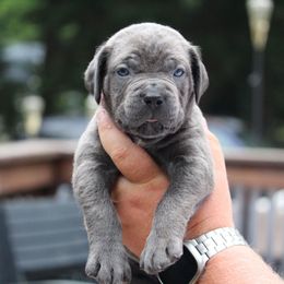 Hot Pink - Gray female Cane Corso puppy in Lusby, Maryland from Coastal View Kennels