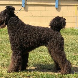 Vinnie - Pumi