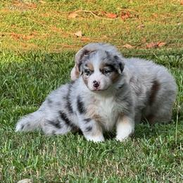 Ahri (long tail) - Blue merle female Australian Shepherd puppy in Jacksonville, Florida from Solace Australian Shepherds