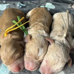 Boy 6 - male Goldendoodle puppy in Portland, Tennessee from Happy_Tails_by_TJ