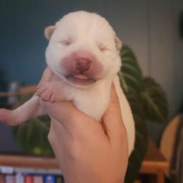 Setsurou go - White male Kishu Ken puppy in Oregon City, Oregon from Akiyama no Roushya
