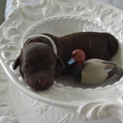 Boykin Spaniel Puppies from BoykinsNBoat