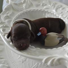 Boykin Spaniel Puppies from BoykinsNBoat