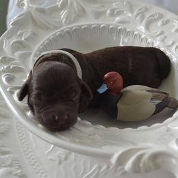 Boykin Spaniel Puppies from BoykinsNBoat