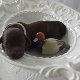 Boykin Spaniel Puppies from BoykinsNBoat