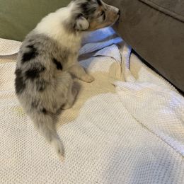 Collie Puppies from ColliesOklahoma