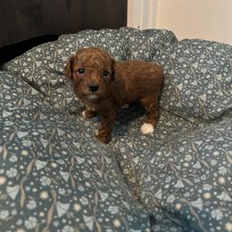 Poodle Puppies from Polina Walker's Poodles