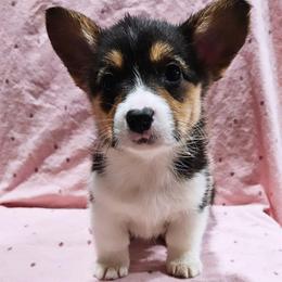 Blossom - Black and tan female Pembroke Welsh Corgi puppy in Lilburn, Georgia from Wildflowercorgis