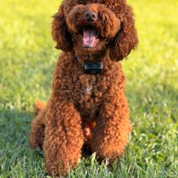 Rooster - Poodle
