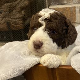 Boy 6 - Bernedoodle puppy in Lacey’s Spring, Alabama from Daisy's Doodles