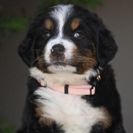 Light Pink Collar - Tri-color female Bernese Mountain Dog puppy in Loveland, Colorado from Grateful Bernese & Gage's Goldens
