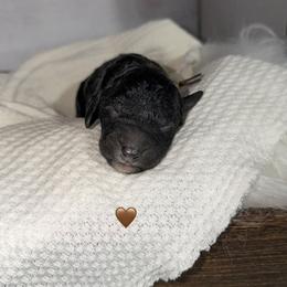 Gus - Black male Poodle puppy in Detroit Lakes, Minnesota from Pickerel Pups
