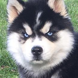 Pomsky and Siberian Husky Puppies from Hudson’s Huskies & Pomskies