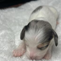 Grey - Dapple male Dachshund puppy in Miami, Florida from Maitime Dachshund