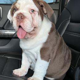 Bulldogs and French Bulldogs from Bulldog Chronicles