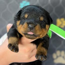 2nd pick Male - Black and mahogany male Rottweiler puppy in Fredericktown, Missouri from Obsessions Rottweiler