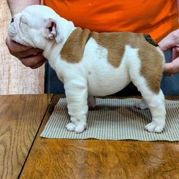 Yellow Male - Red and white male Bulldog puppy in Forsyth, Georgia from Evangeline Bulldogs