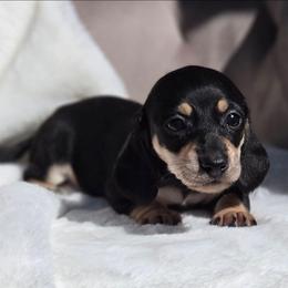 Paige - Black and cream female Dachshund puppy in Mcminnville, Tennessee from Red Barn Farms Minis