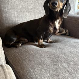 Dream girl - Dachshund