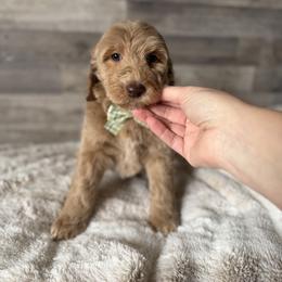 Lloyd - Apricot male Goldendoodle puppy in Redmond, Oregon from Bourbon and Lace Doodles